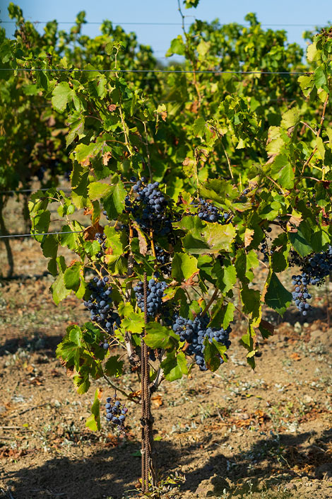 grape seedling | Cantine Pauli's Monserrato